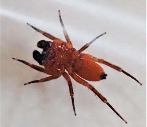 Cyrba sp.
